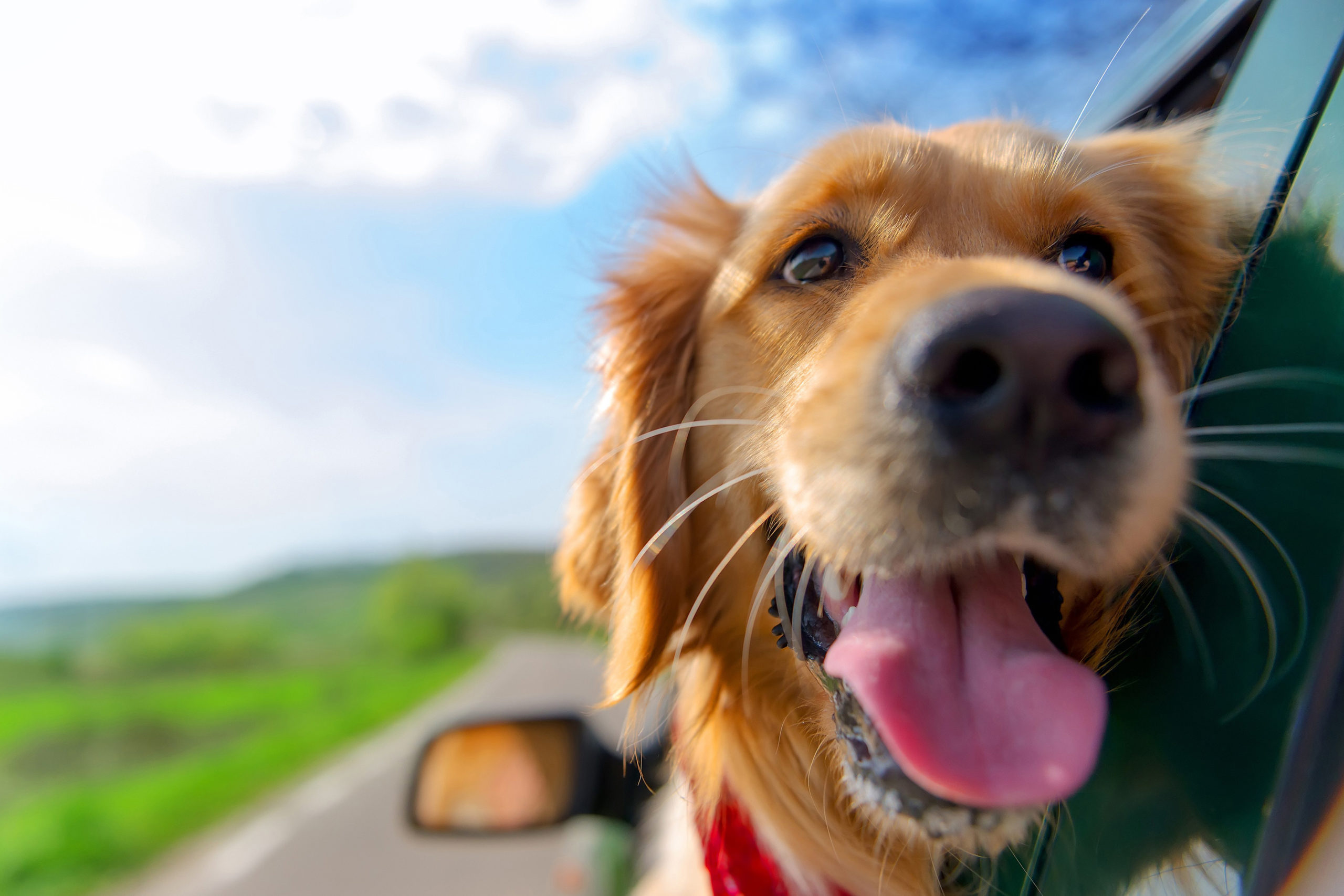 Qual é a forma certa de transportar o cachorro no carro?