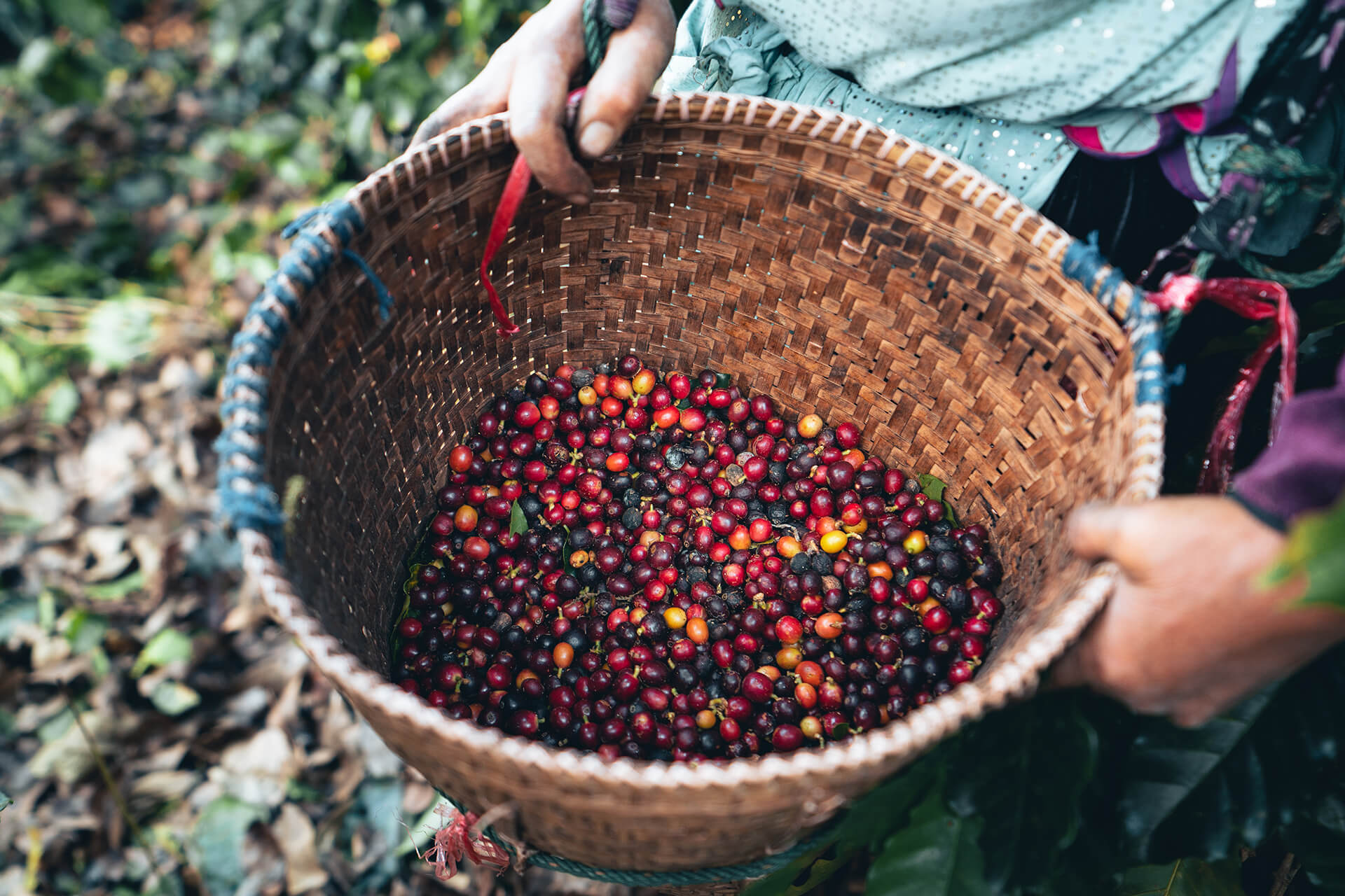 Temporada de colheita do café e alta em vendas: adquira sua colheitadeira e máquinas agrícolas com o Consórcio Agro do Magalu