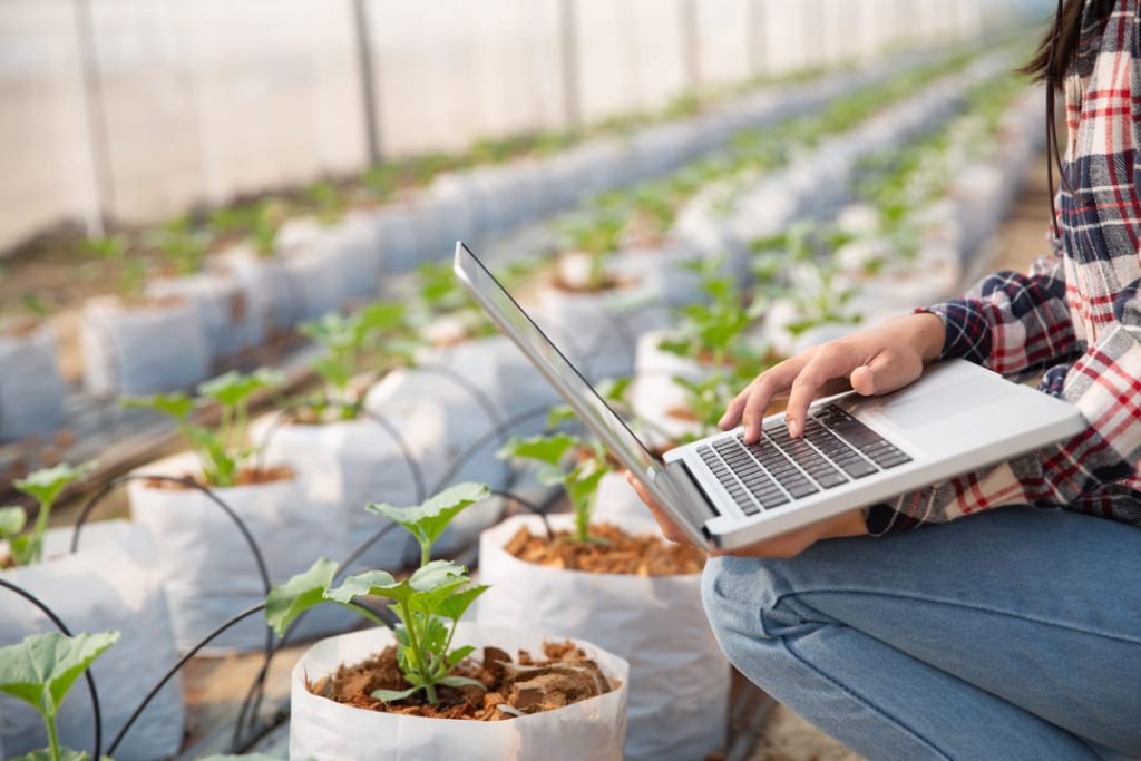 Agricultura: uma pessoa segurando um notebook em uma estufa, verificando as mudas de vegetais.