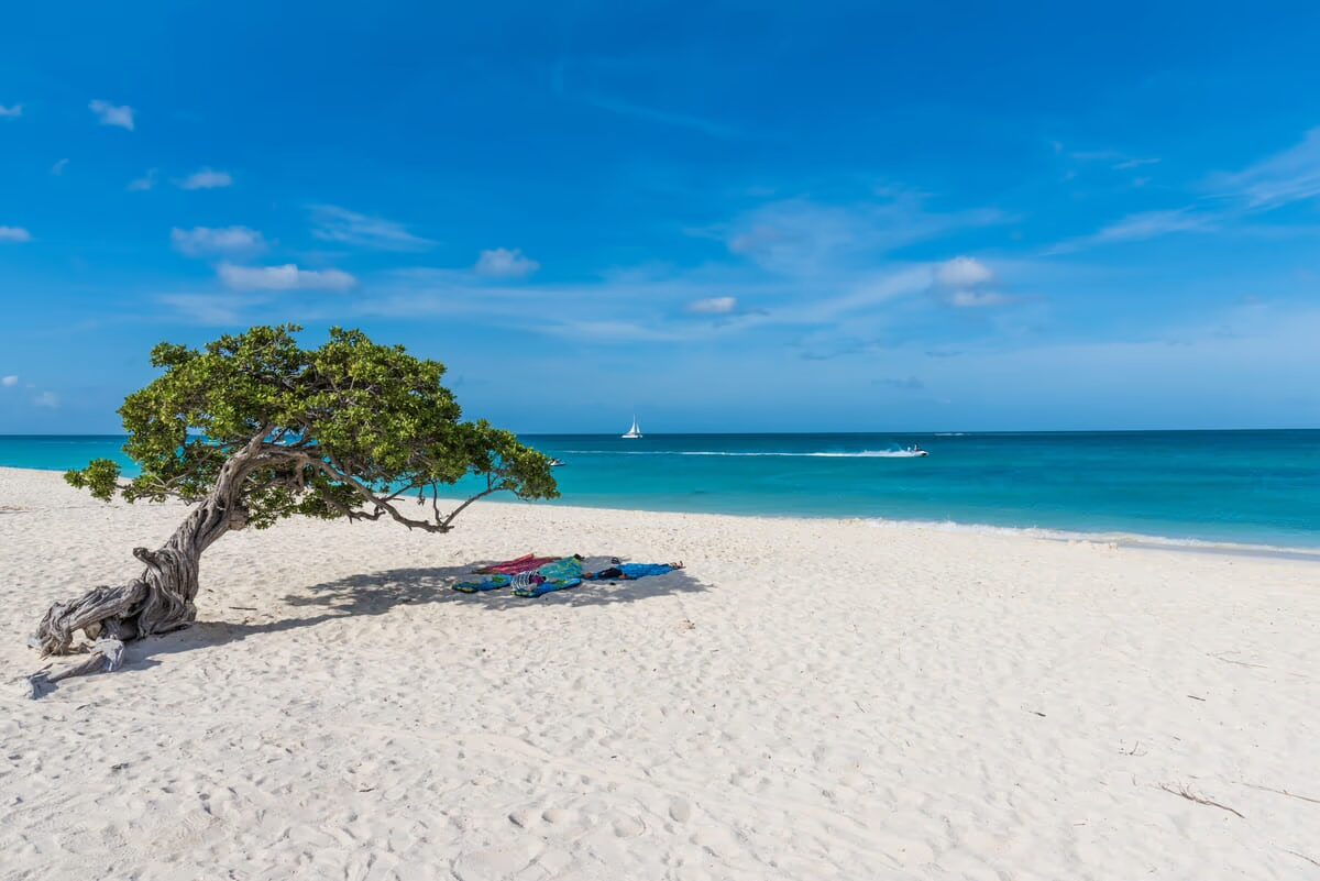 Vista de praia em Aruba com areia branca e águas cristalinas, com uma árvore no meio da paisagem, destacando uma das melhores praias do mundo.