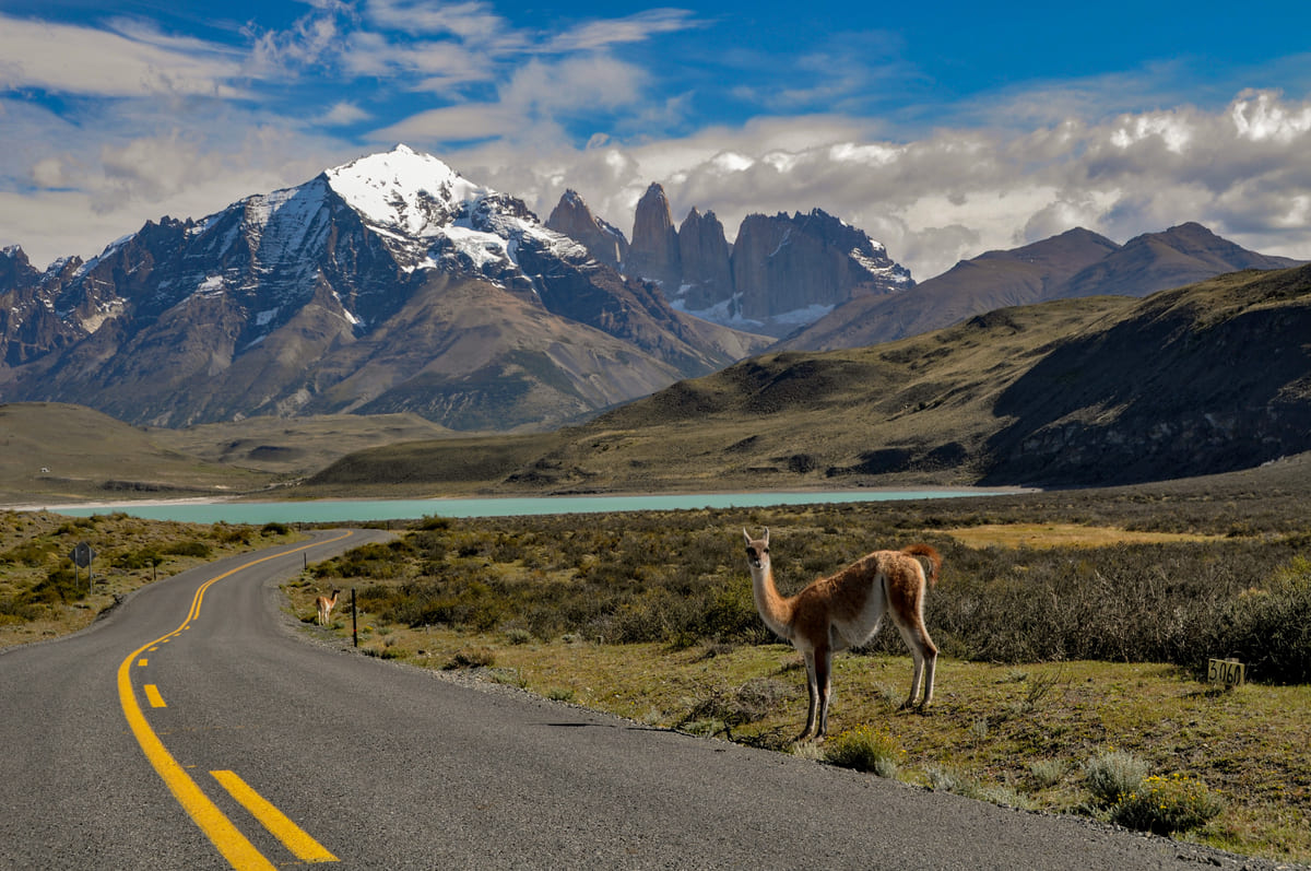 Guanaco, animal típico da região e encontrado por pessoas que viajam para o Chile, na beira da estrada com montanhas com pico com neve ao fundo.