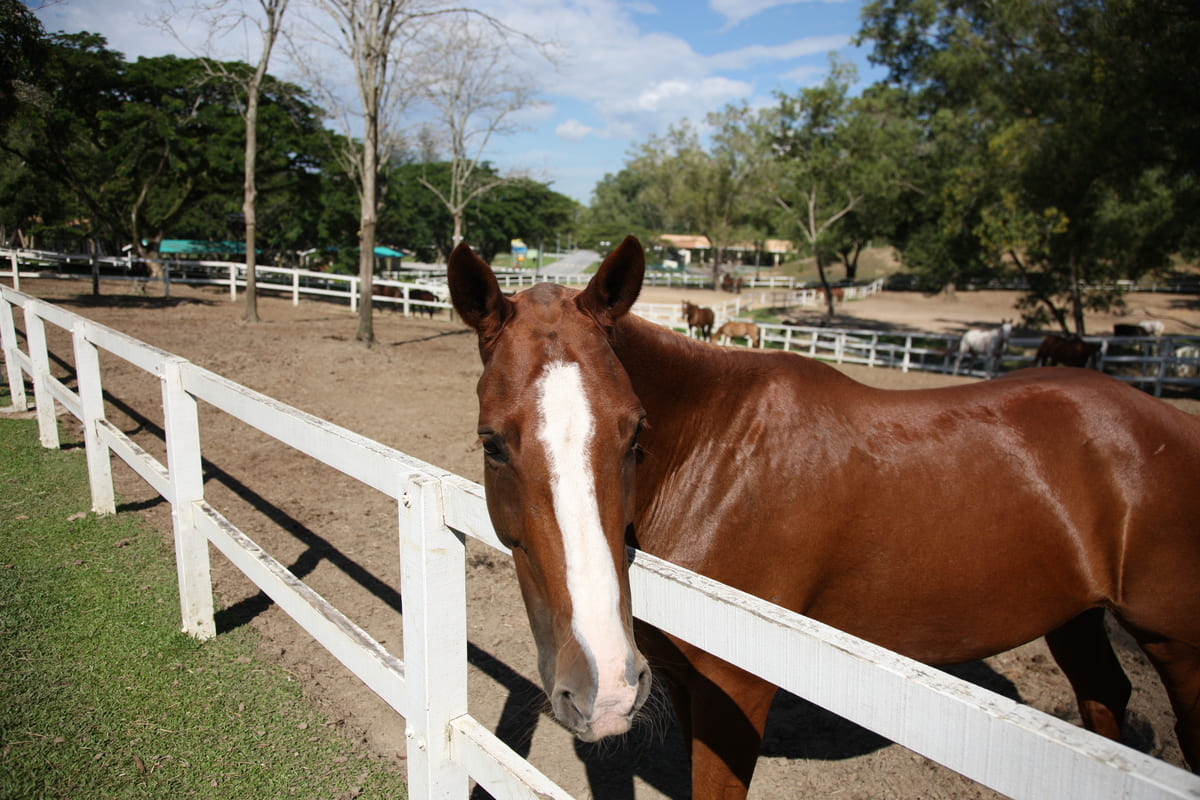 Cavalo marrom com mancha branca na cara em piquete com cerca para montar um haras.